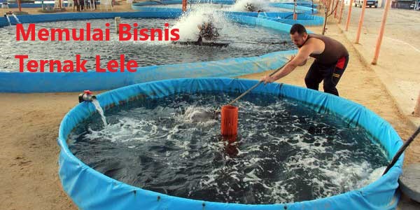2 Keunggulan Memulai Bisnis Ternak Lele Di Indonesia